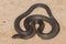 Mulga Snake