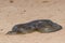 Mulga Snake