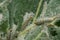 Mullein Cucullia verbasci Caterpillars feeding on garden flower leaves