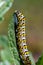 Mullein Cucullia verbasci Caterpillars feeding on garden flower leaves