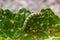 Mullein Cucullia verbasci Caterpillars feeding on garden flower leaves