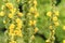 Mullein flower background