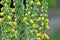 Mullein flower with yellow blossoms
