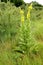 Mullein high Verbascum densiflorum Bertol.. General view of a flowering plant