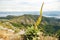 Mullein in island mountains