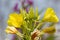 mullein in late summer