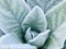 Mullein leaves cover with snow flake in the winter.