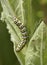 Mullein Moth Caterpillar