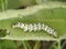 Mullein Moth Caterpillar