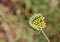 Mullein moth caterpillar , Cucullia verbasci larvae