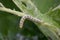 Mullein moth caterpillar on leaf