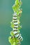 Mullein moth caterpillar resting on plant