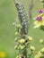 Mullein Moth Caterpiller