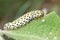 The mullein moth (Cucullia verbasci) caterpillar on foodplant