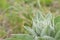 Mullein plant close up view on blur background outdoors Verbascum thapsus