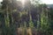 Mullein velvet plants in organic garden sunset