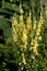 Mullein & x28;Verbascum blattaria& x29;