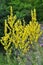 Mullein Verbascum lychnitis grows in the wild