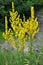 Mullein Verbascum lychnitis grows in the wild