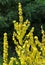 Mullein Verbascum lychnitis grows in the wild