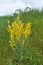 Mullein Verbascum lychnitis grows in the wild