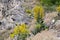 Mullein Verbascum in a natural environment of growth. Plant is highly valued in herbal medicine, it is used in the form