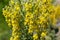 Mullein Verbascum in a natural environment of growth. Plant is highly valued in herbal medicine, it is used in the form