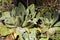 Mullein Verbascum thapsus Fuzzy Green Leaves