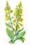 Mullein (Verbascum thapsus) medicinal herb isolated on white background. Generative AI illustration in watercolor style