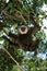 Muller`s Gibbon, hylobates muelleri, Adult hanging from Branch, Borneo