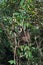 Muller`s Gibbon, hylobates muelleri, Adult hanging from Branch, Borneo