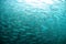 Mullet fish swimming in ocean