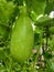 Mullion, large zucchini on the tree