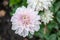 Mulltilobe white gerbera blooming in the fall in a park.