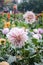 Mulltilobe white gerbera blooming in the fall in a park.