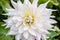 Mulltilobe white gerbera blooming in the fall in a park.