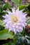 Mulltilobe white gerbera blooming in the fall in a park.