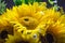 Mulltilobe yellow sunflower with small white daisy in a bouquet.