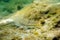 Mullus barbatus - Goatfish found in the Mediterranean Sea