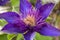 Multi Blue Clematis Flower