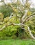 Multi-branched maple