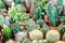 multi of cactus on dirt pot put on terrarium to decor and interior