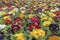 Multi-color field of endless spring pansies