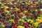 Multi-color field of endless spring primula polyanthus