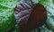 Multi color hibiscus leaves with middle angle view potrait