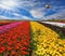The multi-color rural fields with flowers