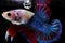 Multi color Siamese fighting fish, Betta fish, siamese fighting