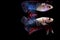 Multi color Siamese fighting fish, Betta fish, siamese fighting
