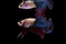 Multi color Siamese fighting fish, Betta fish, siamese fighting