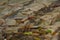 Multi-colored algae in the river don. Deciduous plants with green, maroon and brown leaves under water, near the shore